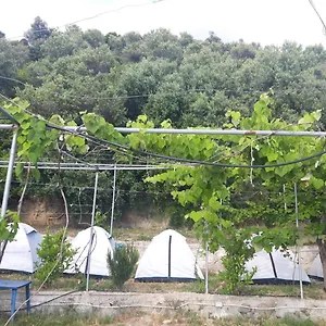 Jungle In , Borsh Albanie